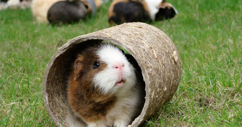 Vet Tips Keeping Your Guinea Pig From Getting Lonely
