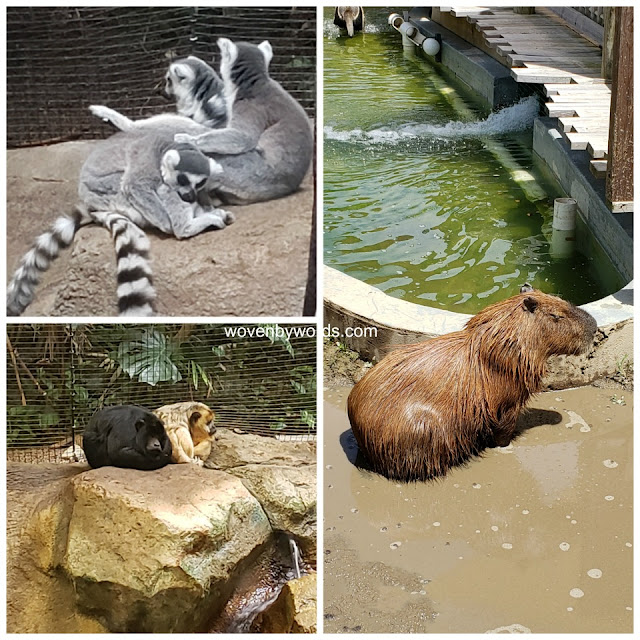 Woven by Words Visit Pittsburgh Zoo & PPG Aquarium