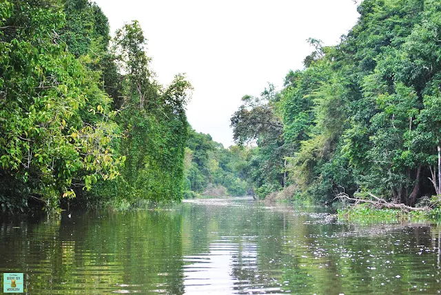 Río Kinabatangan en Borneo, Malasia