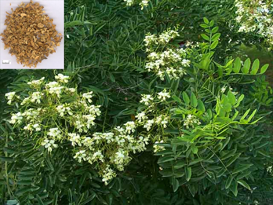 Sophora japonica L. (Fam. Fabaceae)