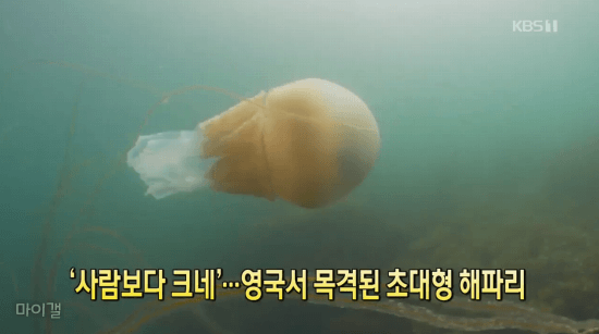 영국에서 목격된 초대형 해파리