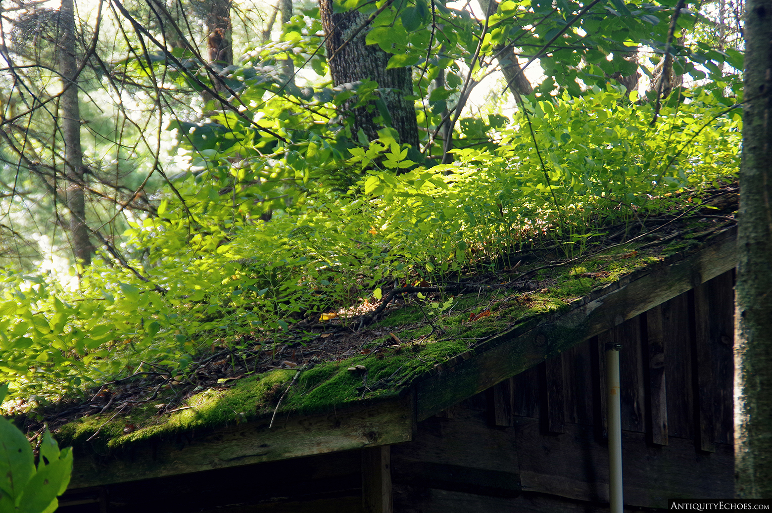 Frontier Town - A Forest Grows on a Cabin Roof