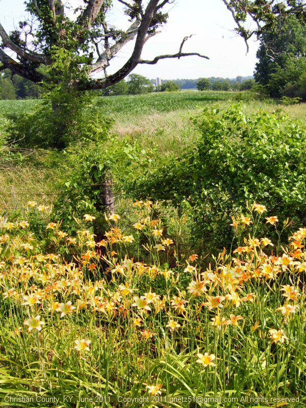Prairie Bluestem Around Christian County, KY
