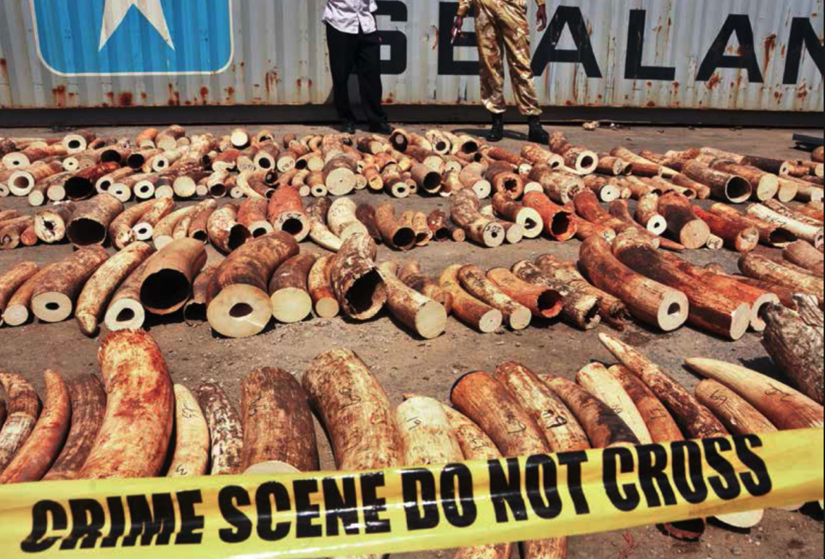 Enviromental Program The Rise of Environmental Crime