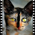 Picture of a calico cat with an unusual blaze