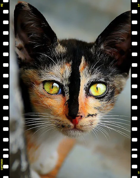 Picture of a calico cat with a memorable blaze