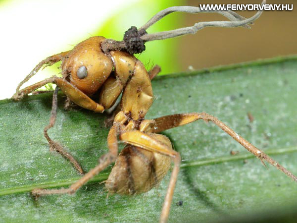 Zombi-hangyák: agyirányító gombát találtak