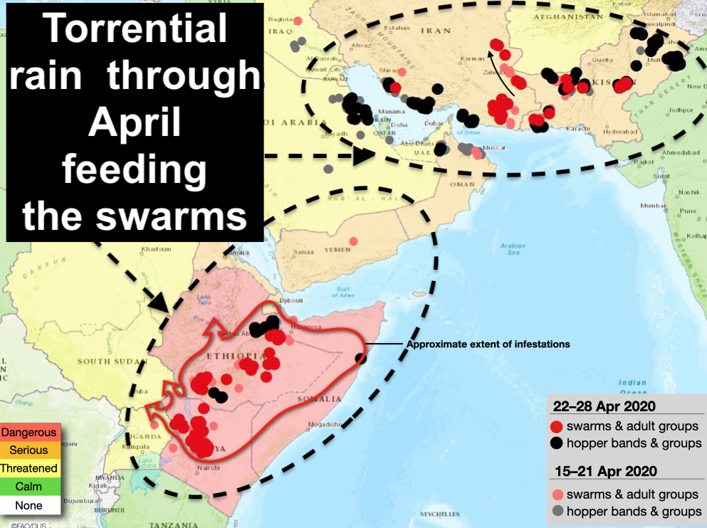 The Big Wobble Locust Plague 2020