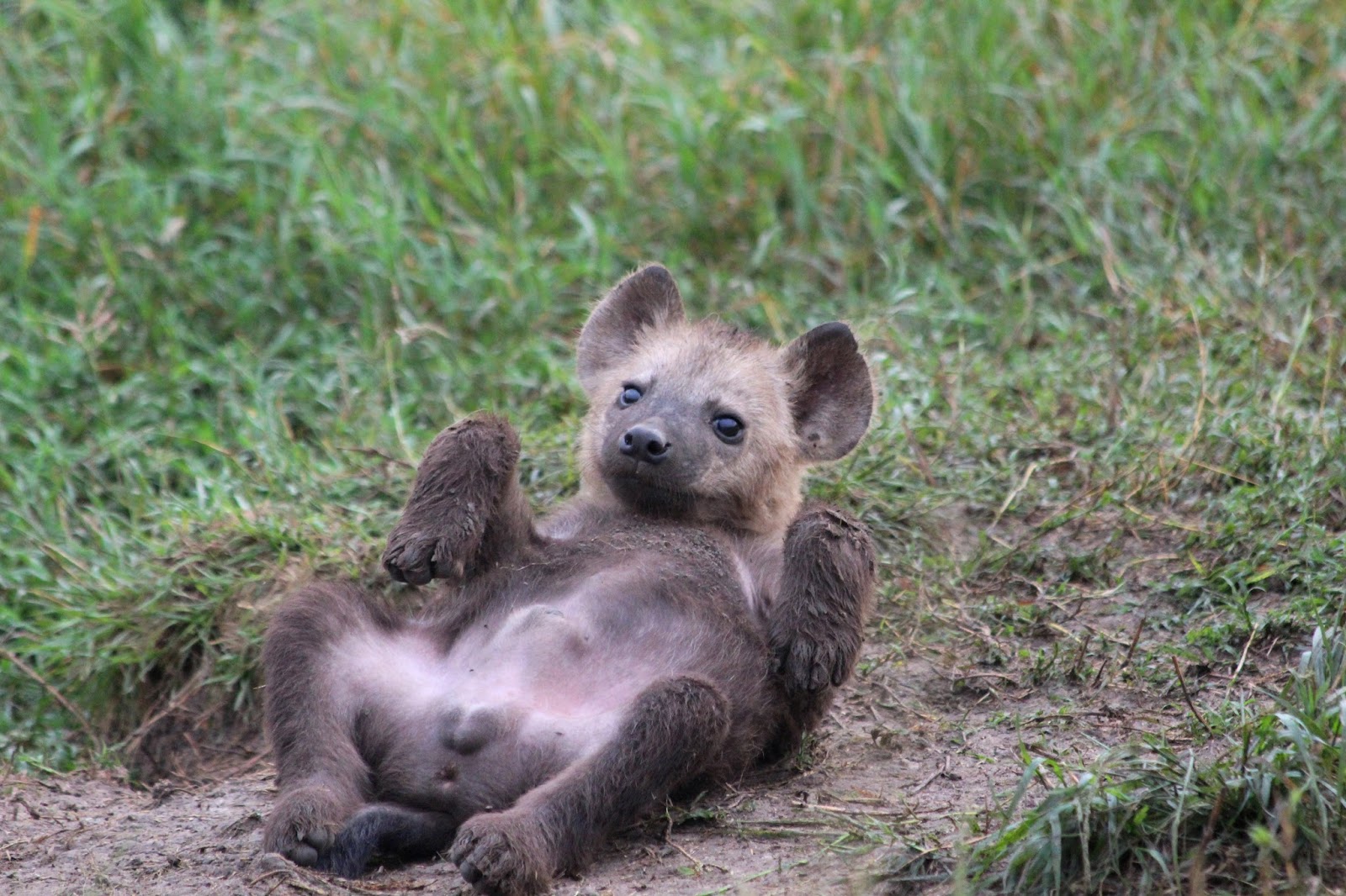 Notes From Kenya: MSU Hyena Research: The Trouble with The Lion King