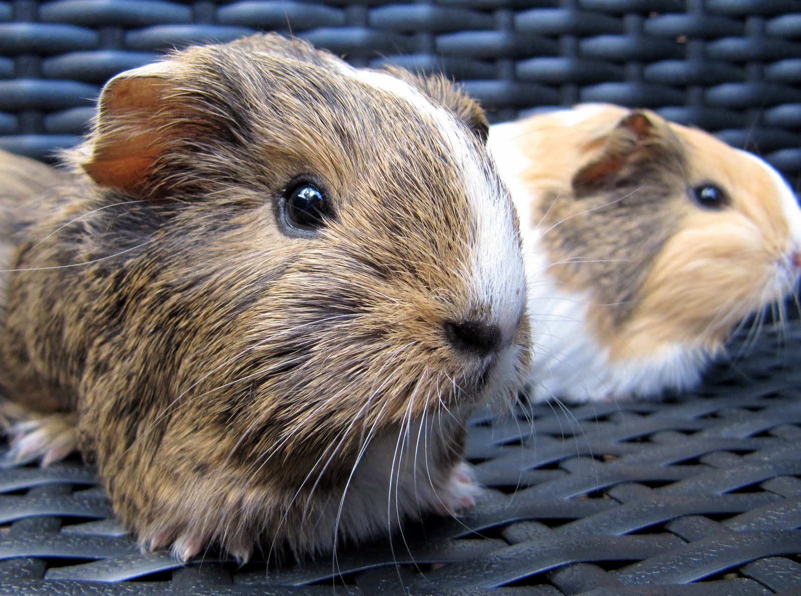 All Things Guinea Pig Top Tips for Cavy Care