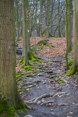 Schächerbachtour | ExtraTour Vogelsberg | Wandern Homberg (Ohm) | Wanderung in Hessen 04