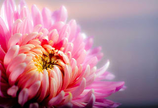 rose-flower rose-flower