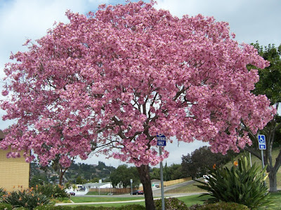 Harga Jual Pohon Tabebuya Pink Tinggi 3 Meter