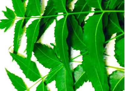 Benefits of Neem for hair, skin and health How to use neem to treat earache Benefits of Neem for hair, skin and health How to use neem to treat earache