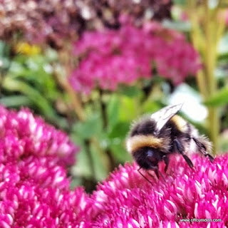 Bee in autumn