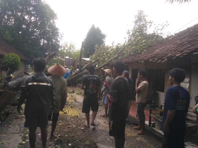Angin Kencang Tumbangkan Puluhan Pohon Besar Di Kalijambe