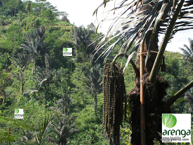 mengapa arenga palm sugar disebut organik