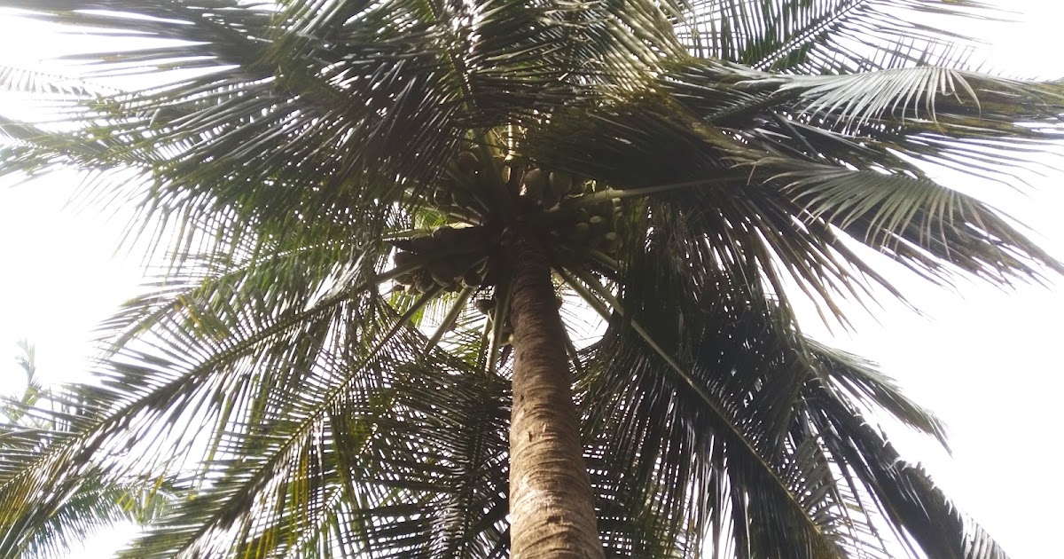 My Experiments With Farming Coconut nursery