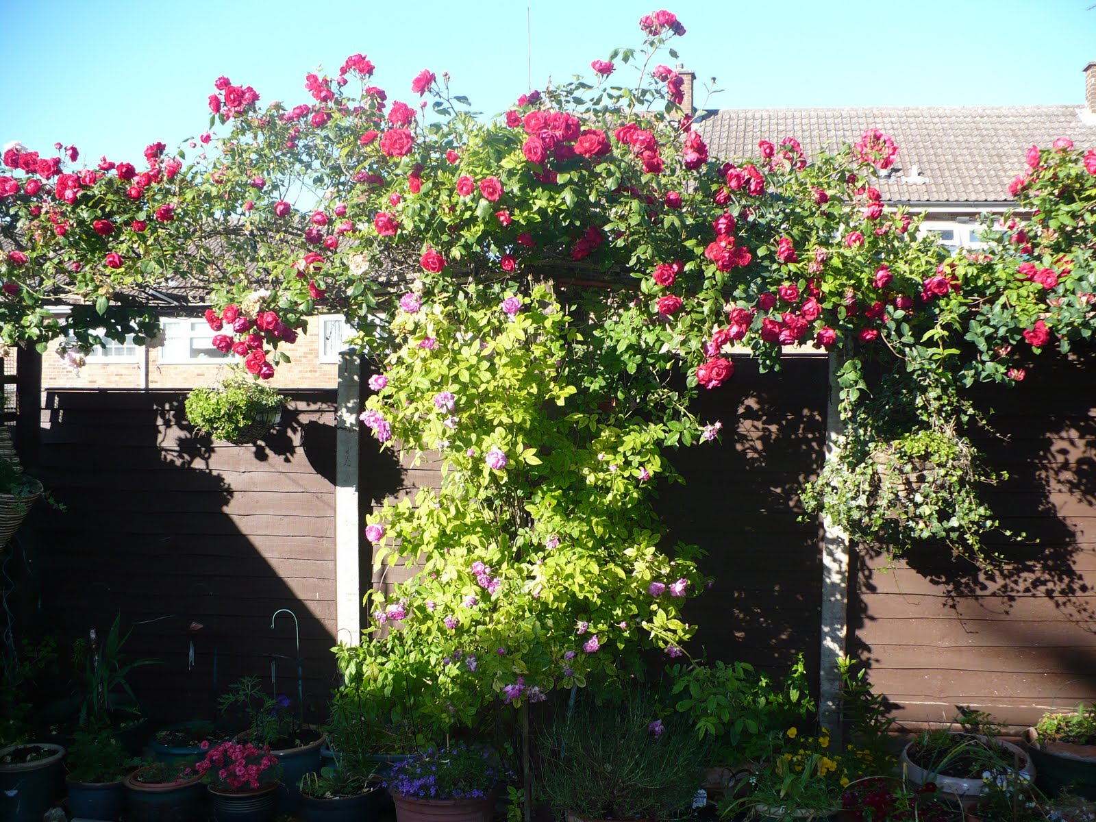 My Blog: Back garden before new lawn