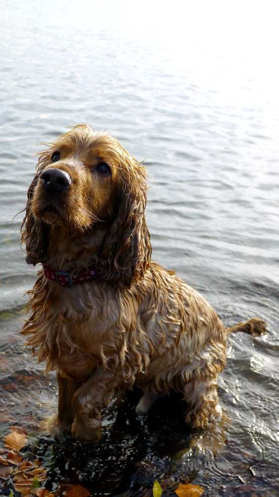 cocker spaniel in water at ellesmere lake