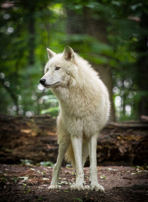 White Wolf : Scientists find out why dogs become domesticated (and say ...
