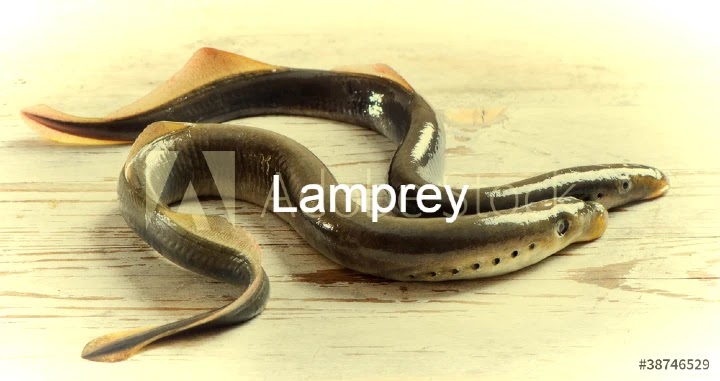 Lamprey