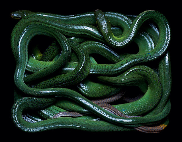 Фотограф Гвидо Мокафико (Guido Mocafico): змеи