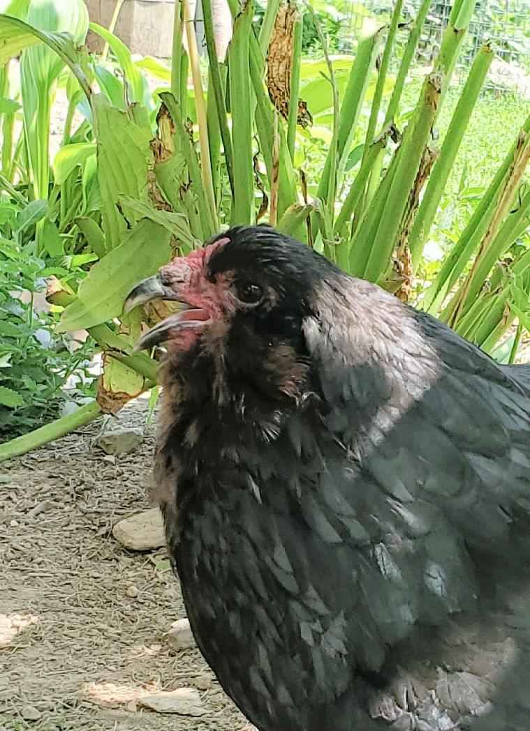 Acidosis and Alkalosis in Chickens Fresh Eggs Daily® with Lisa Steele