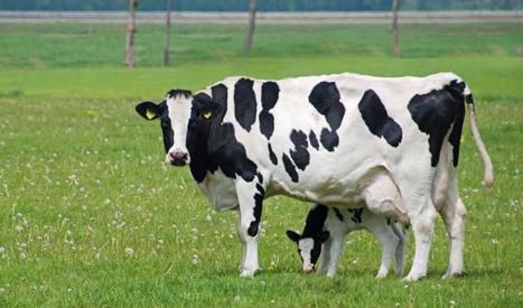 AGRondônia Vacas de leite precisam de