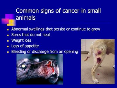 cancer in animals