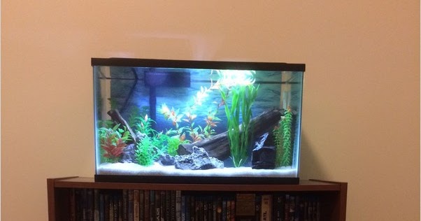 √√ 10 Gallon FISH TANK Stand | Home Interior Exterior Decor & Design Ideas