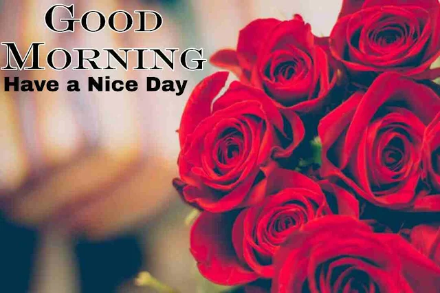 Good Morning flowers Image hd download and share with your friends and family members on facebook and whatsapp for wish very good morning