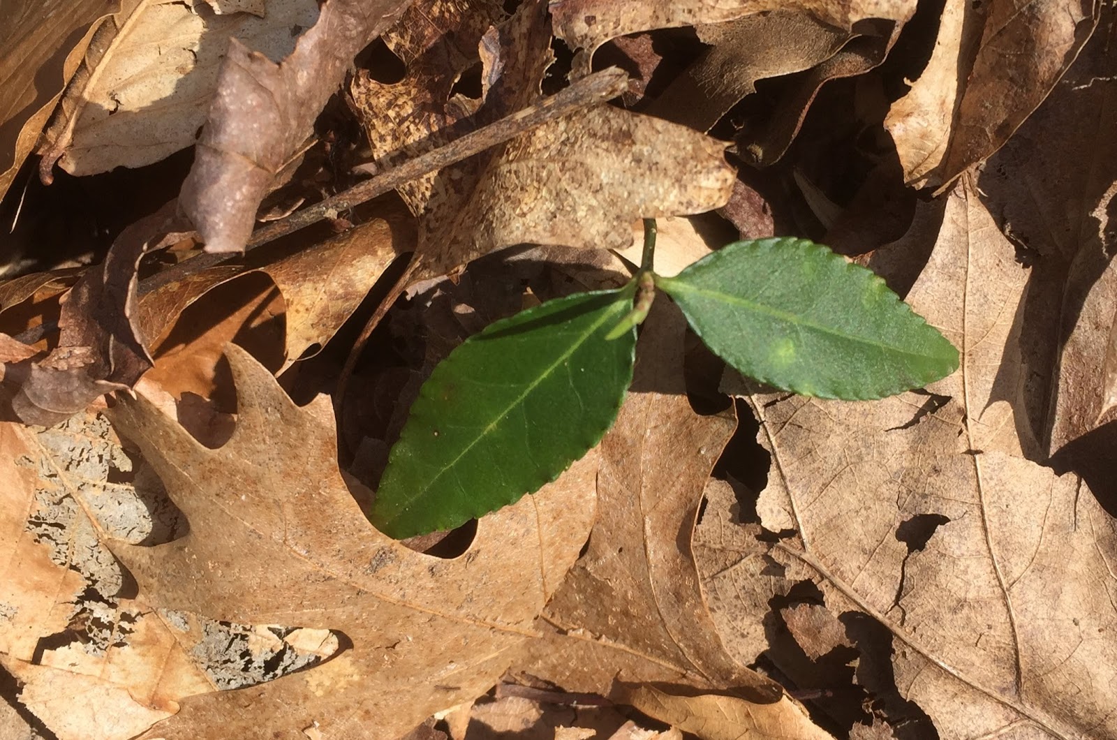 Ligustrum Leaf Under Microscope