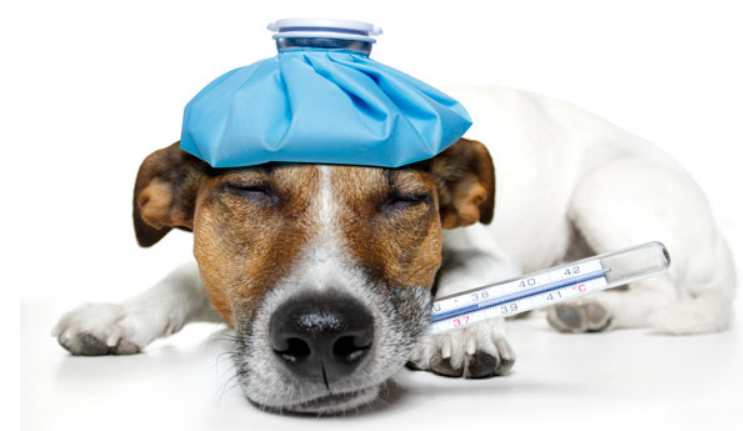 See the seriousness of hepatitis in dogs