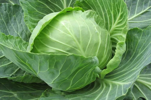 Patta gobi - Cabbage