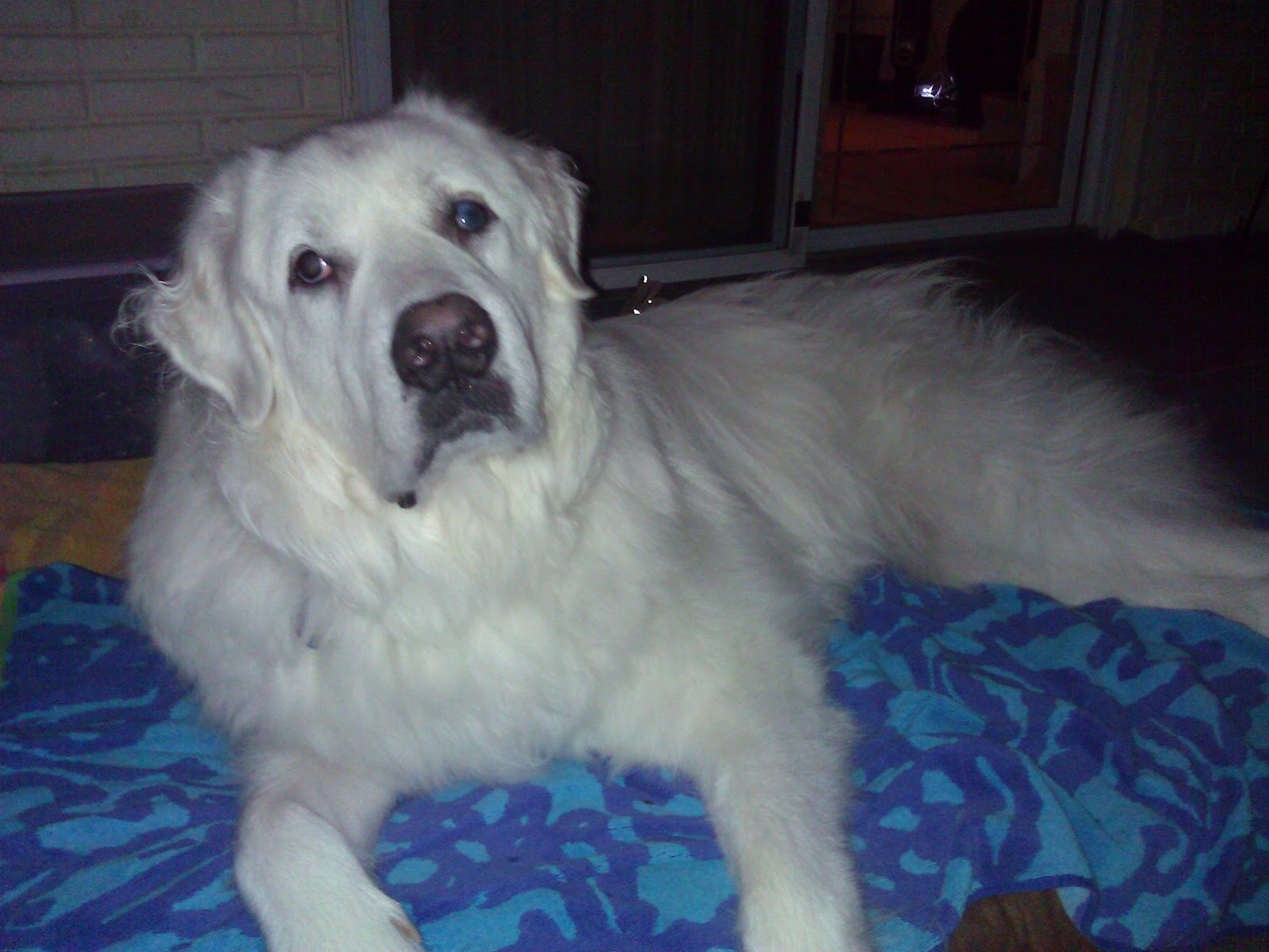 The Journey of Tonka Big Dog Beds