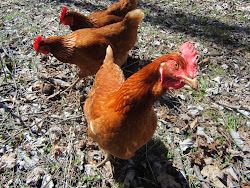 Simply Resourceful: Cost of Food the First Year for 3 Chickens