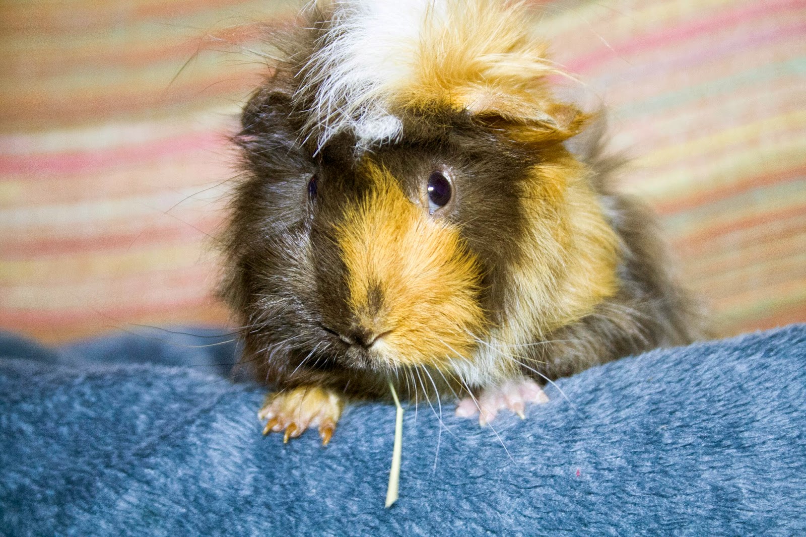 The life with Quinze Combien coûte un cochon d