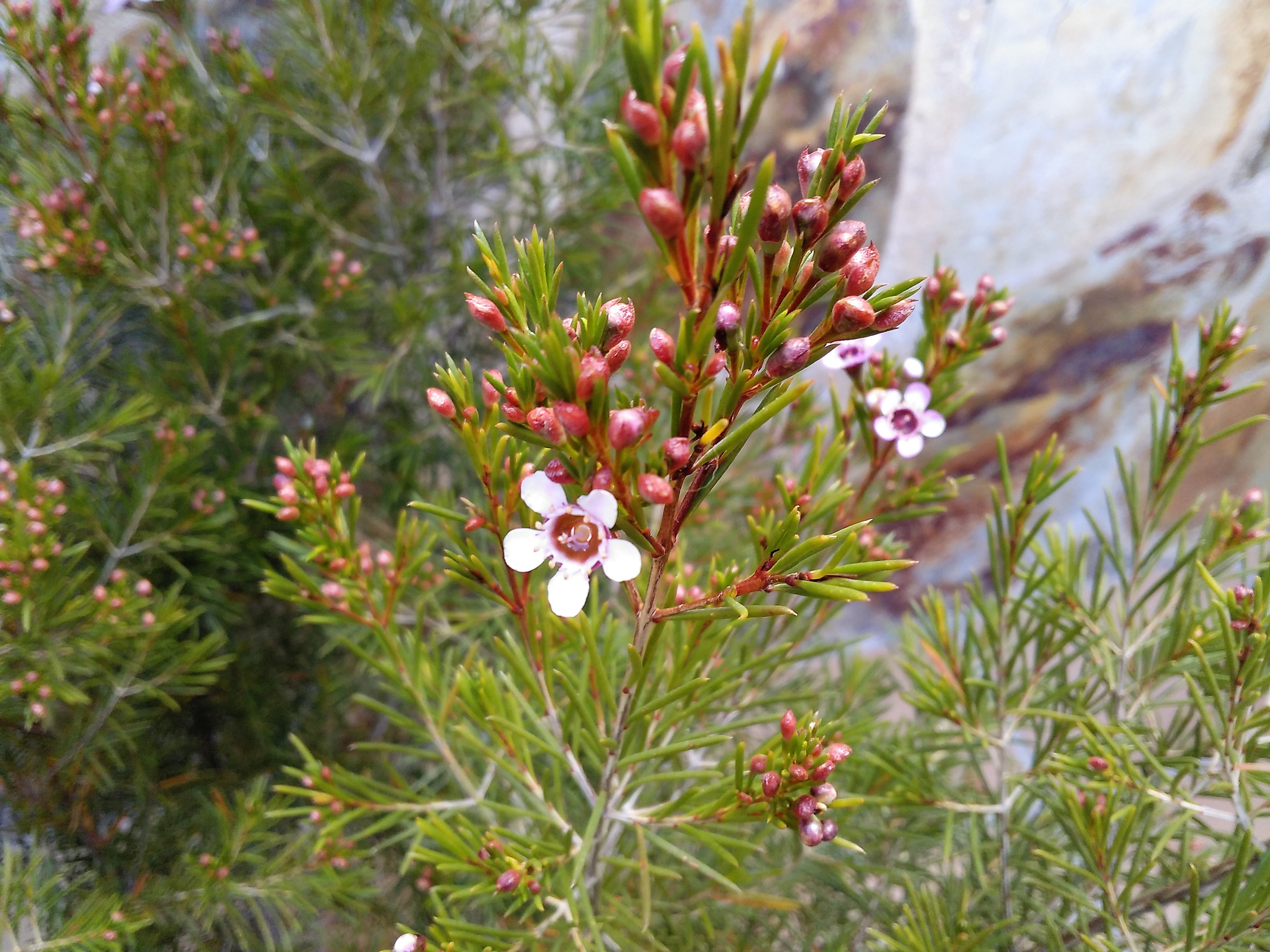 Chamelaucium uncinatum Desf. (Flor de cera).