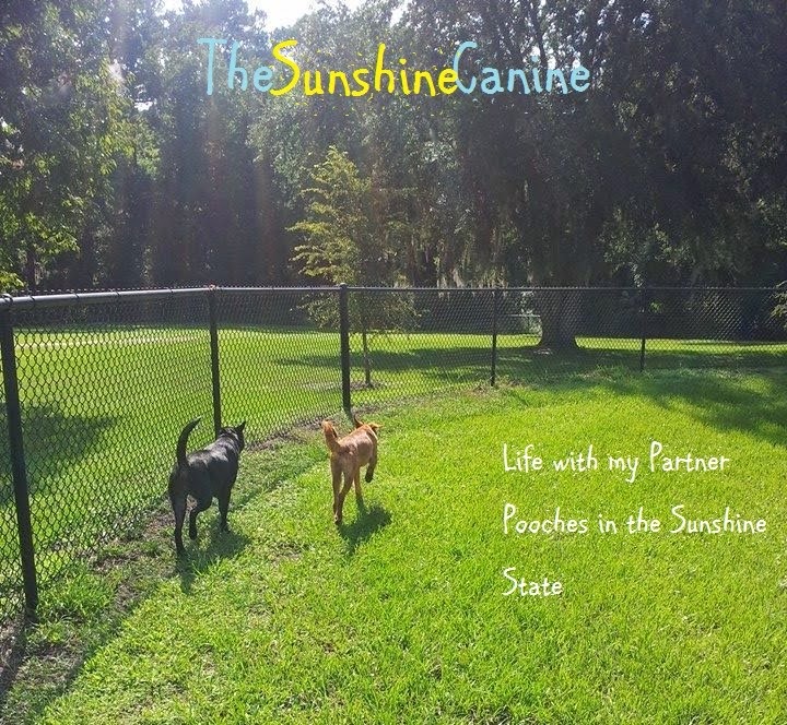 The Sunshine Canine