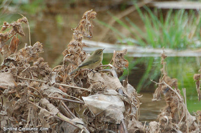 Mosquiter comú (Phylloscopus collybita)