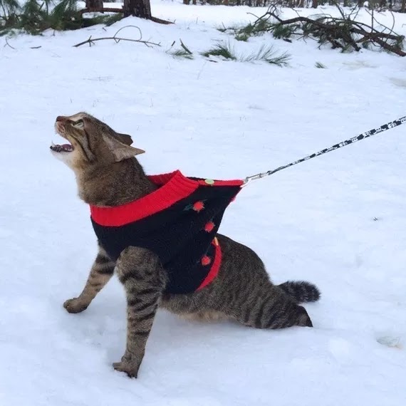 Algunos gatos en la nieve reaccionan con terror.