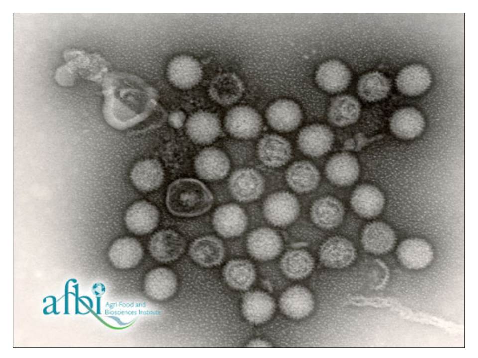 Egg Drop Syndrome 1976 (EDS’ 76) Saude Animal