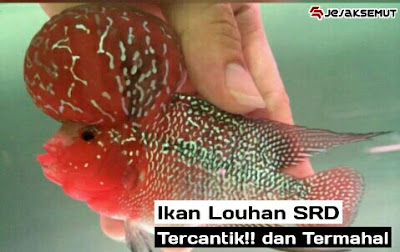 ikan louhan srd (super red dragon)