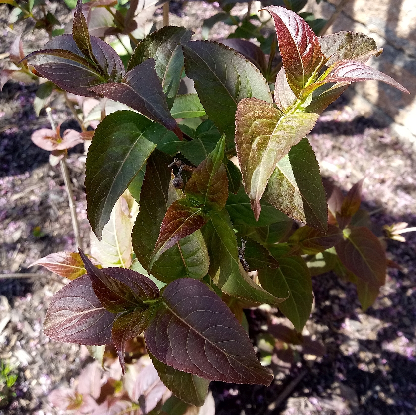 Future Plants By Randy Stewart Bush Honeysuckle