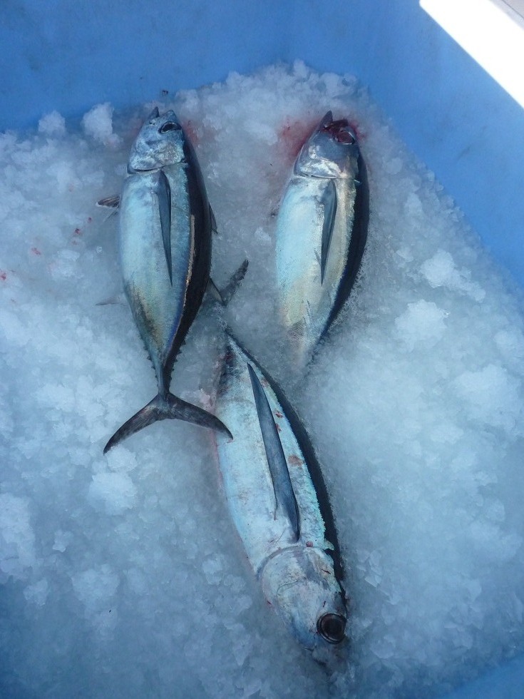 Frozen Tuna Fish, Frozen Tuna Loin, Frozen Tuna Fillet, Frozen Tuna