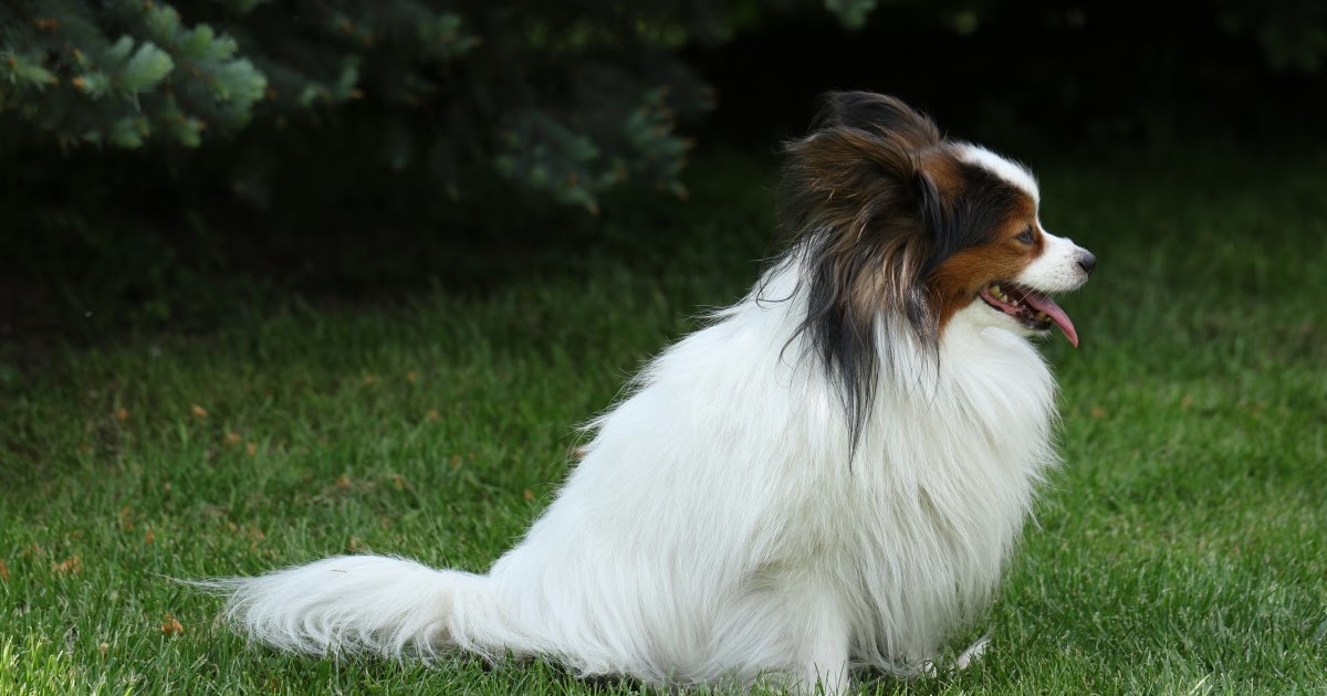 Arti Bahasa Tubuh Gerakan Ekor Anjing Sebagai Respon Terhadap