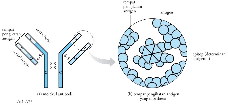 Struktur dan Fungsi Molekul Antigen dan Antibodi:blog info
