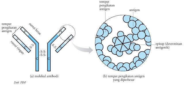 Struktur dan Fungsi Molekul Antigen dan Antibodiblog info