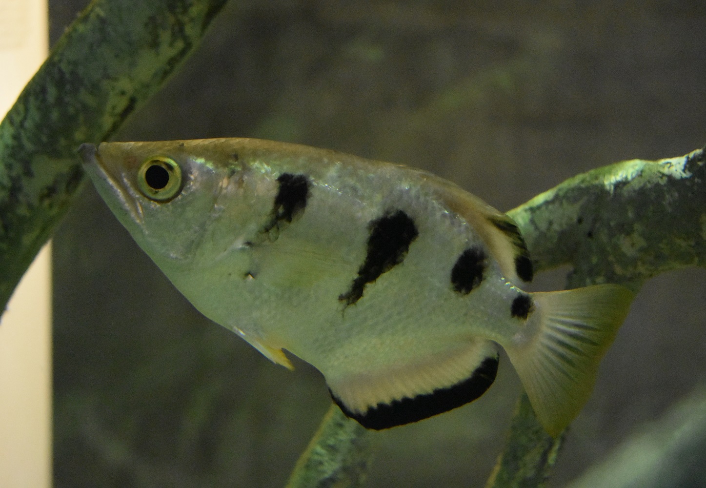 ZOOTOGRAFIANDO (MI COLECCIÓN DE FOTOS DE ANIMALES) PEZ ARQUERO / BANDED ARCHERFISH (Toxotes